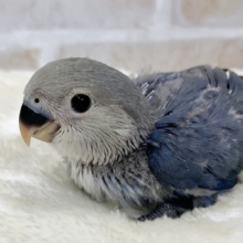 アイドルフェイス😍💕　コザクラインコ（バイオレット）