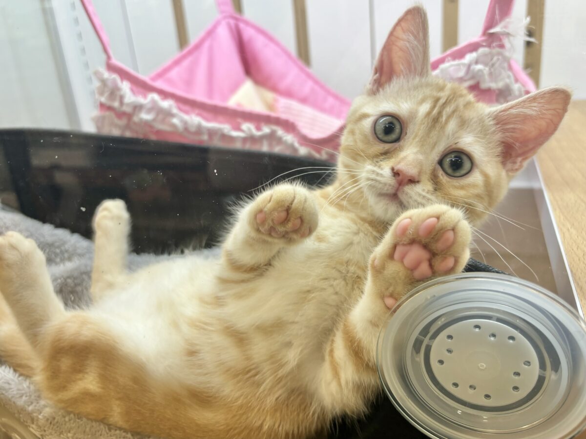 アメリカンショートヘア