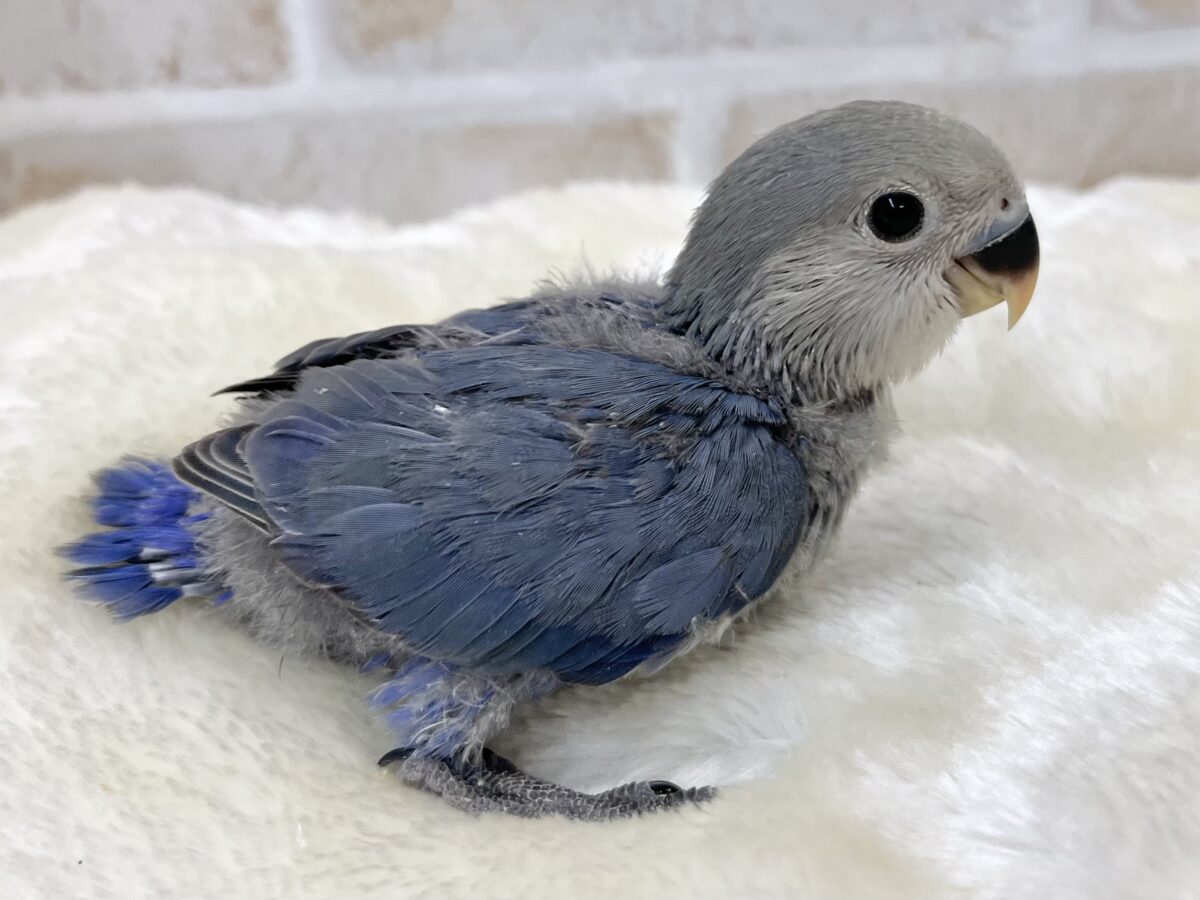 コザクラインコ（小桜インコ）