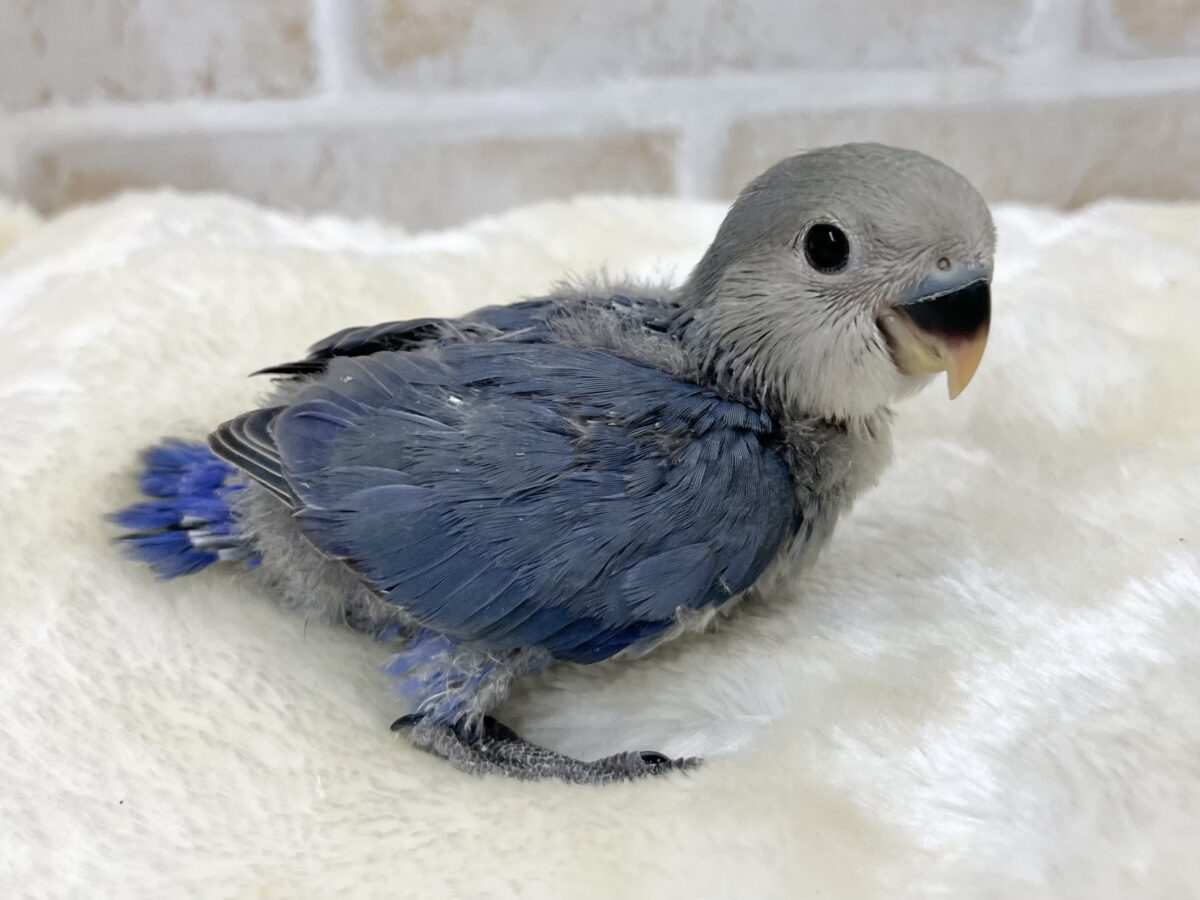 コザクラインコ（小桜インコ）