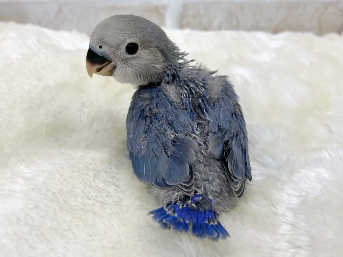 コザクラインコ（小桜インコ）