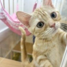 ゴロゴロの嵐がやってくる〜！？アメリカンショートヘアちゃん！