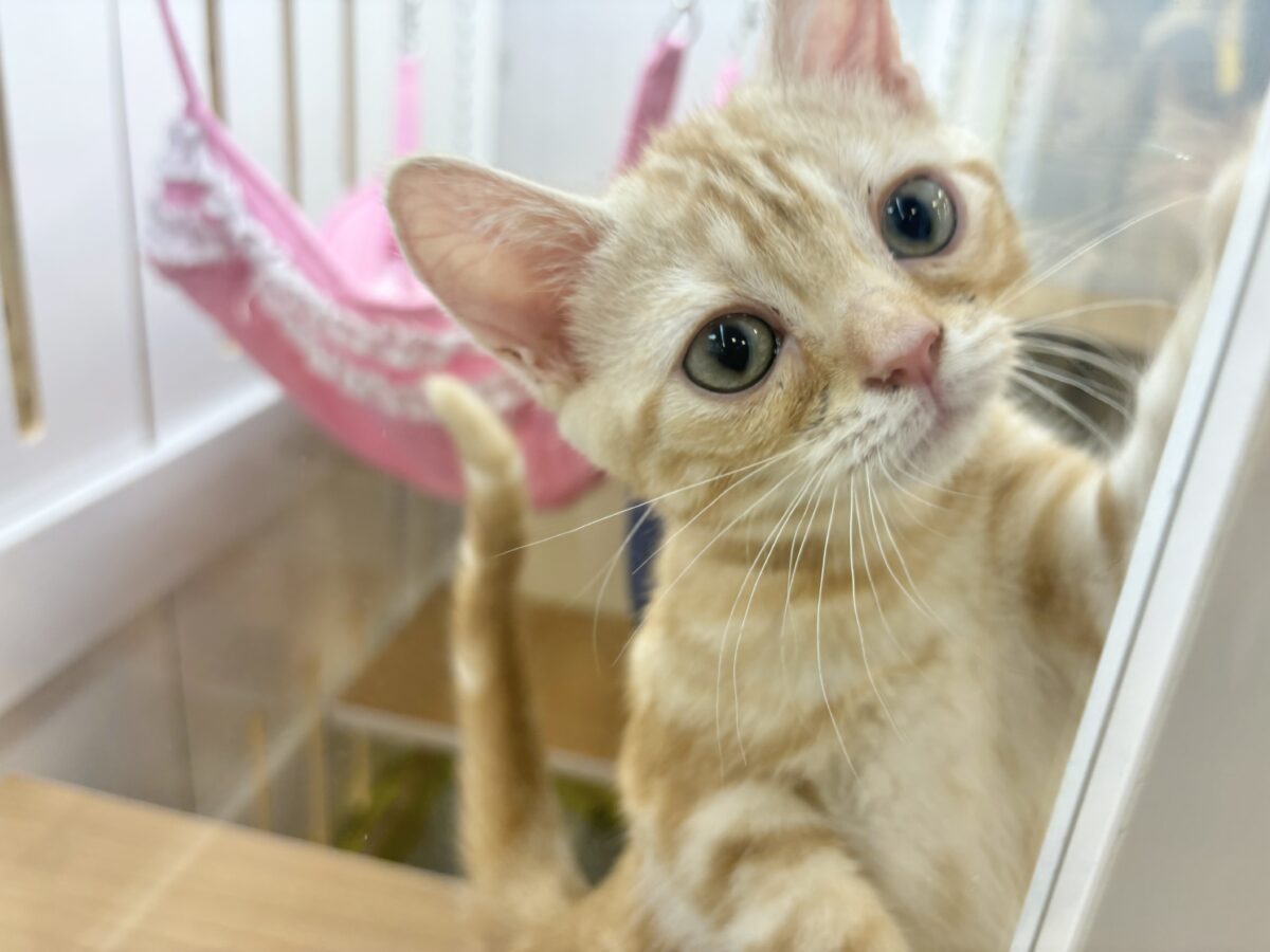 ゴロゴロの嵐がやってくる〜！？アメリカンショートヘアちゃん！