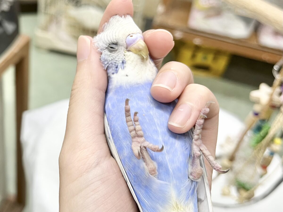 【🆙最新画像あり‼️】可愛いお顔のおっとりさん😌🩵✨ セキセイインコ(スパングル) セキセイインコ