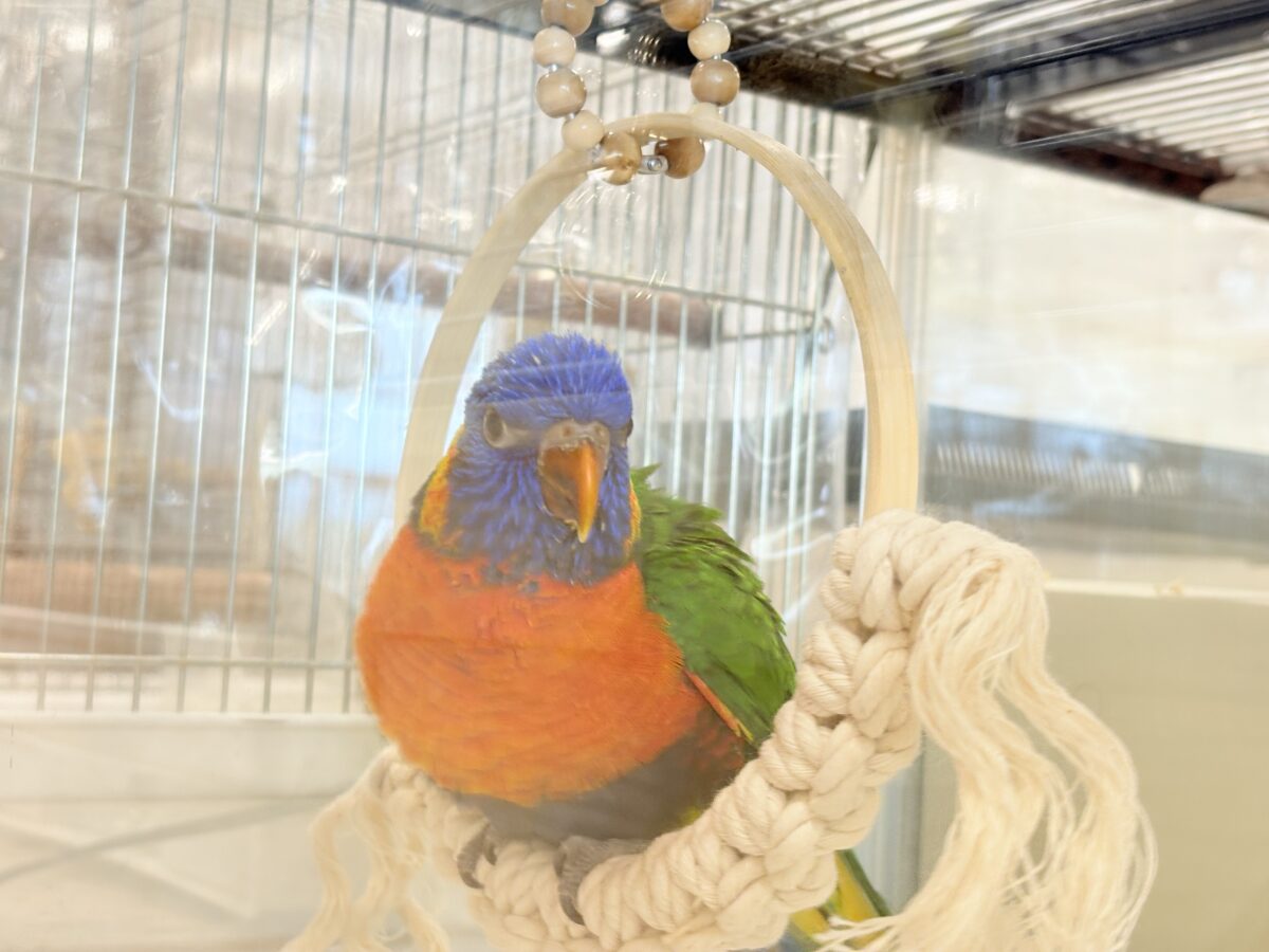 ゴシキセイガイインコ