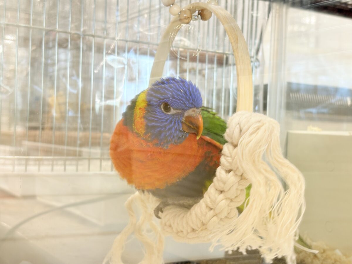ゴシキセイガイインコ