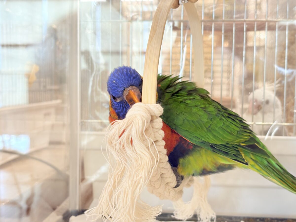 ゴシキセイガイインコ