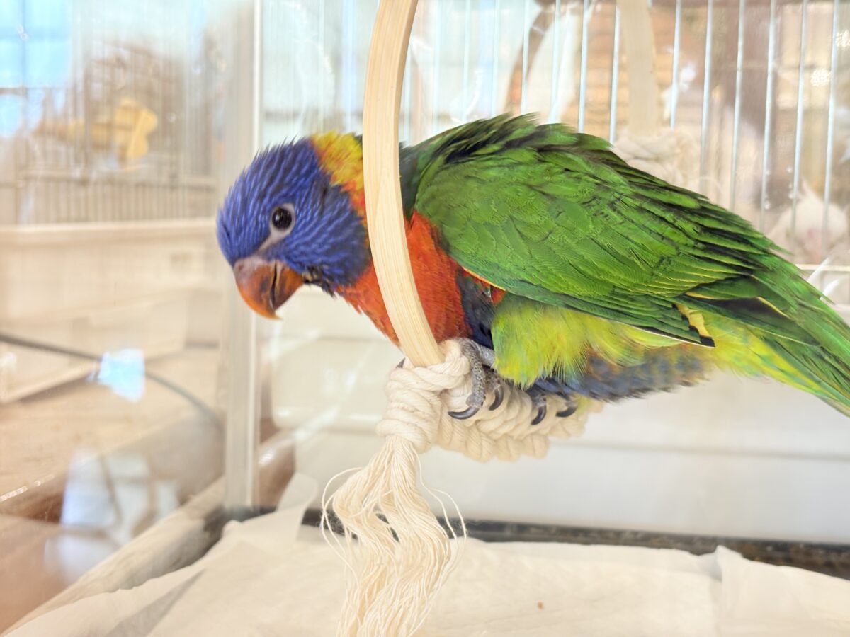 ゴシキセイガイインコ