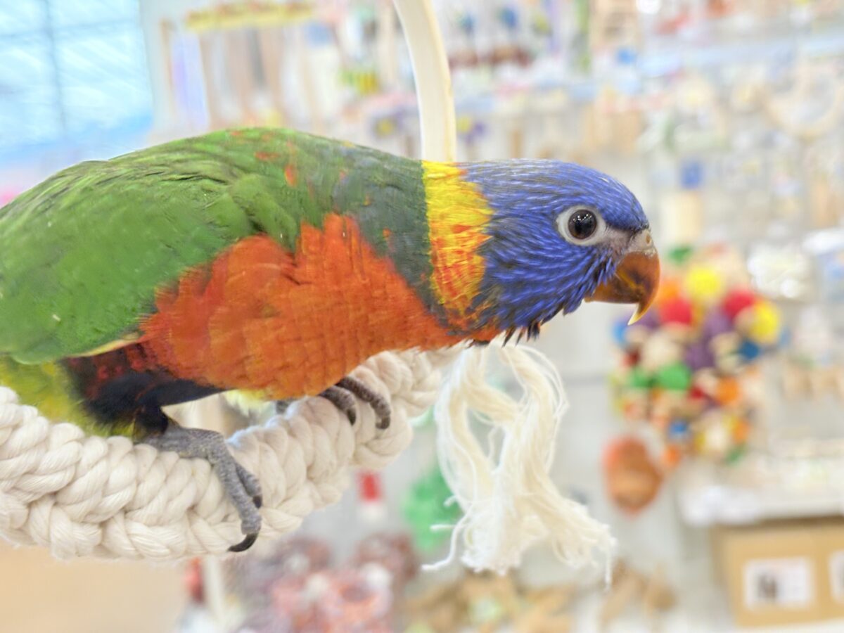 ゴシキセイガイインコ