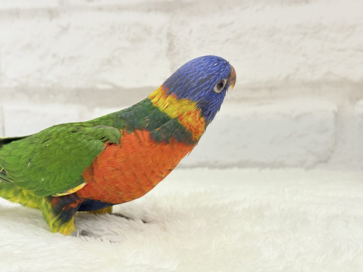 ゴシキセイガイインコ