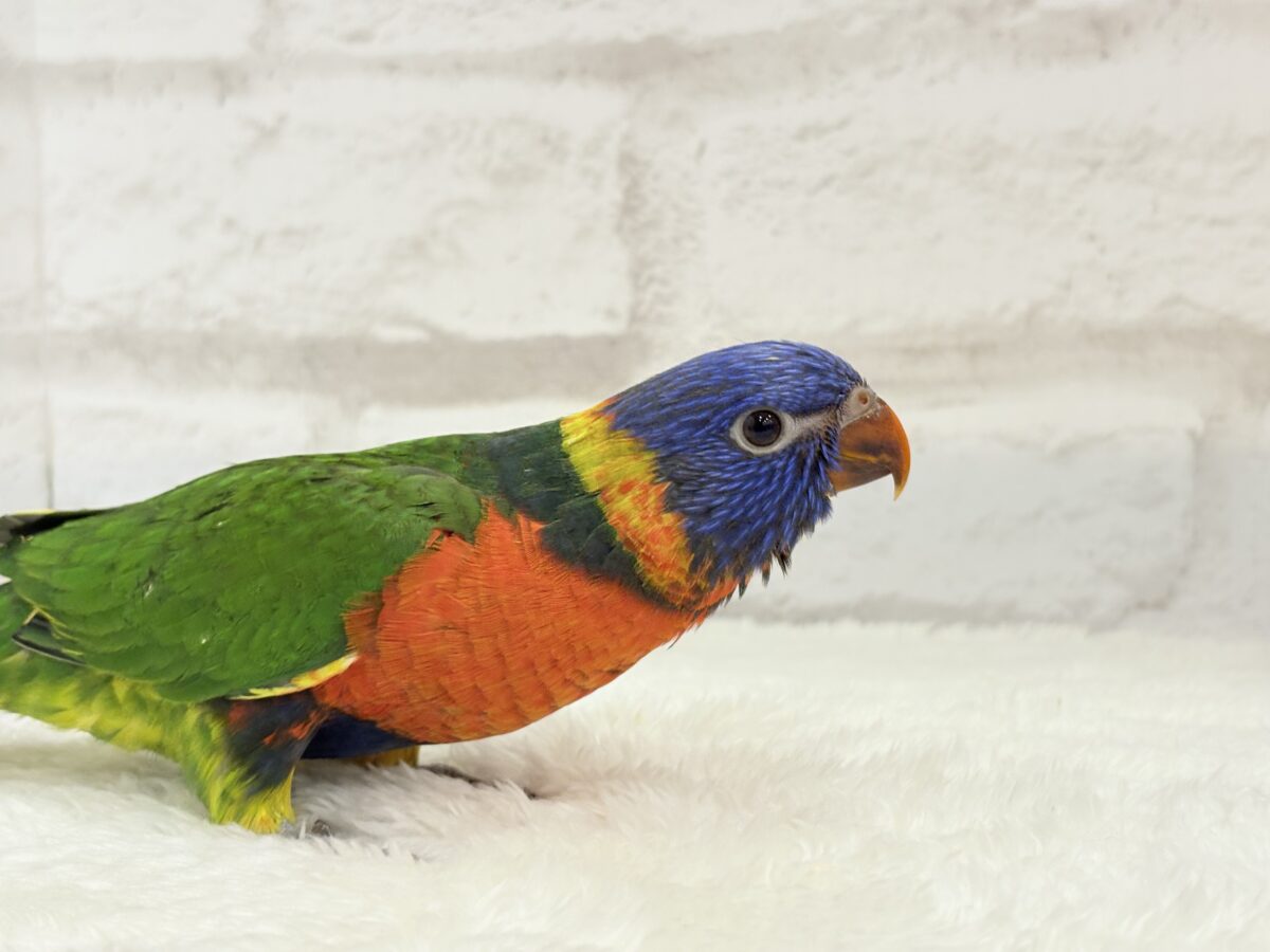 ゴシキセイガイインコ