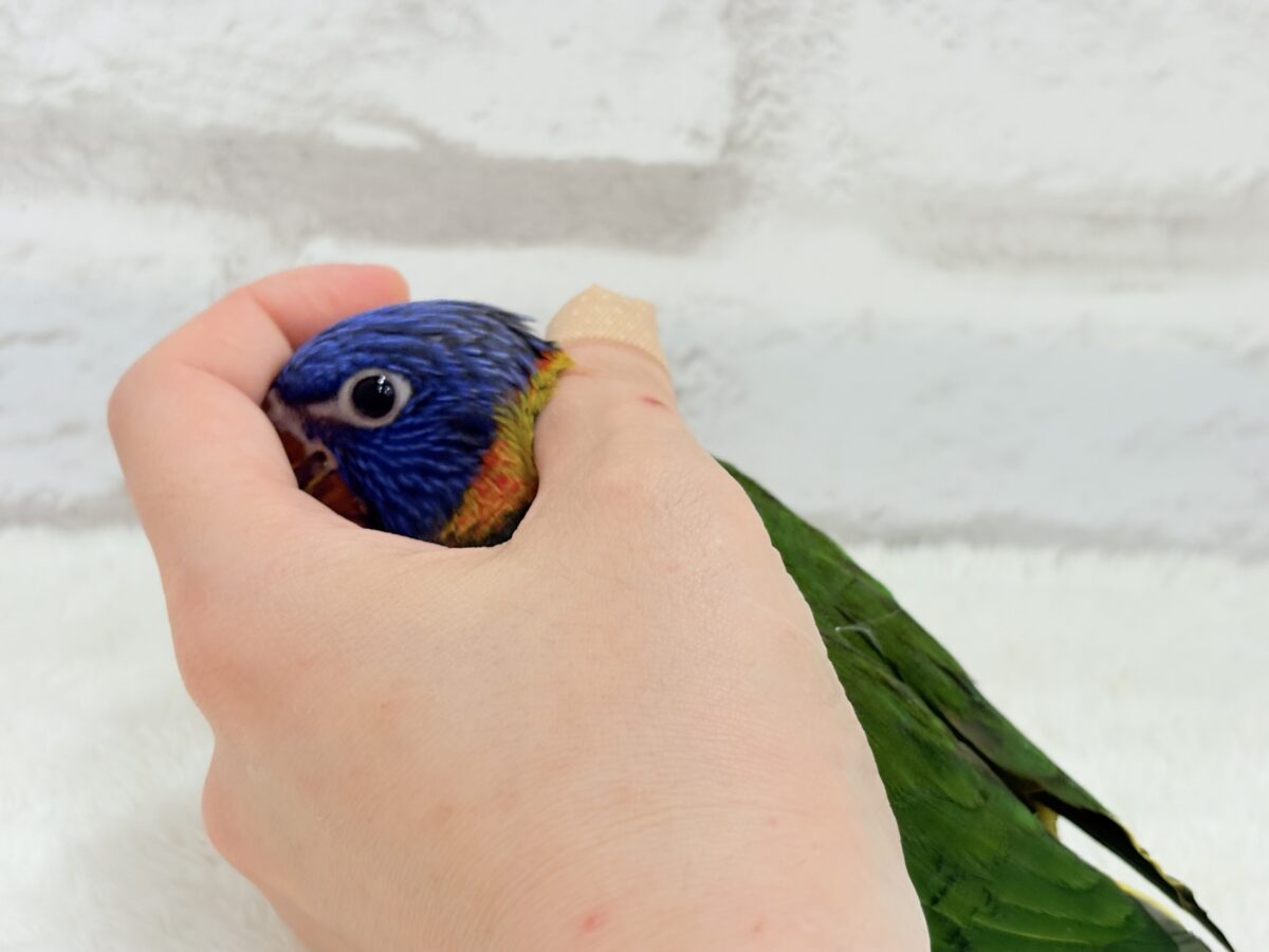 ゴシキセイガイインコ
