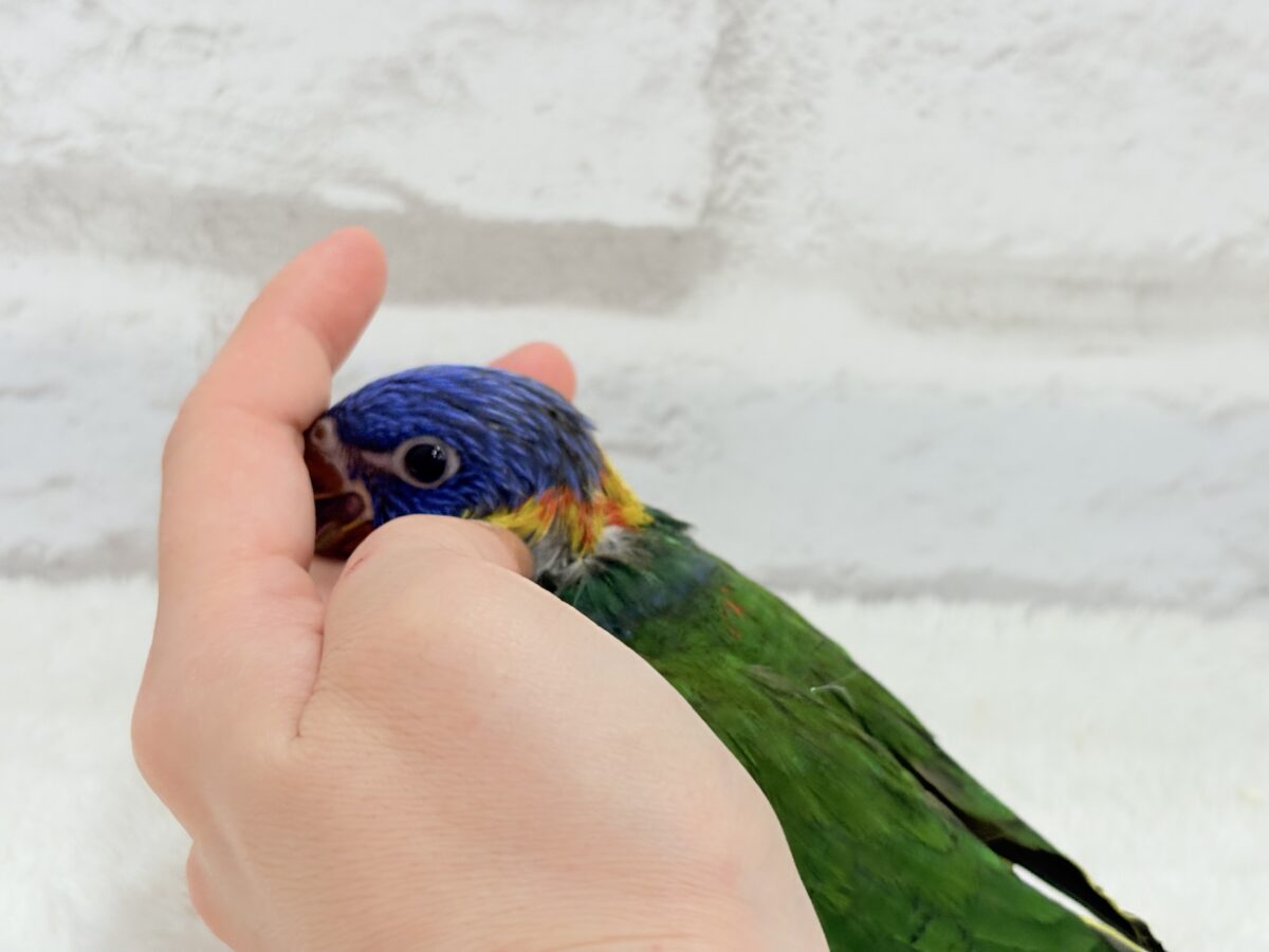 ゴシキセイガイインコ