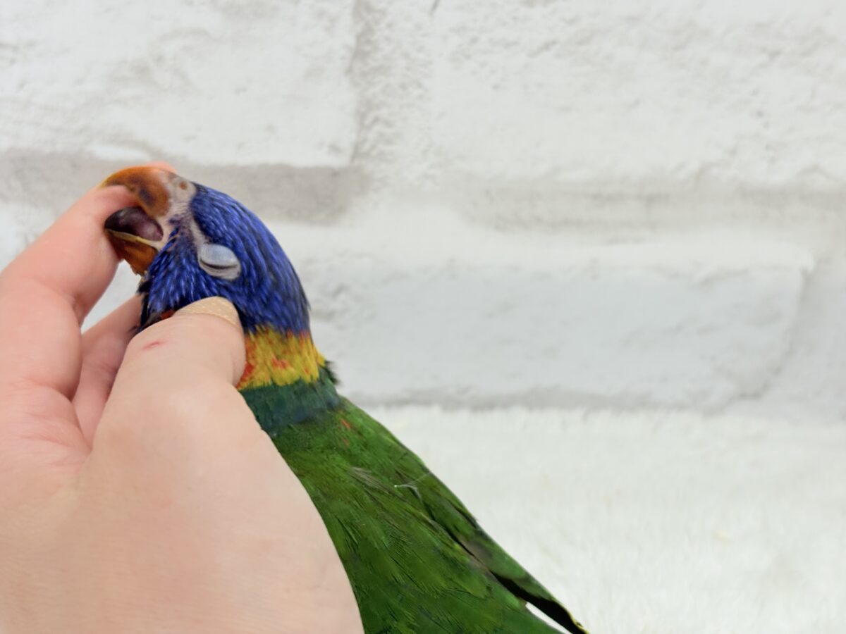 ゴシキセイガイインコ