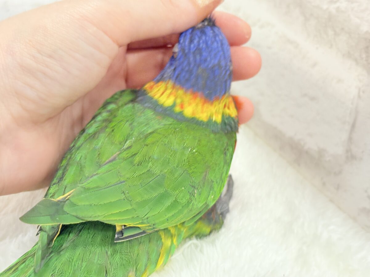 ゴシキセイガイインコ