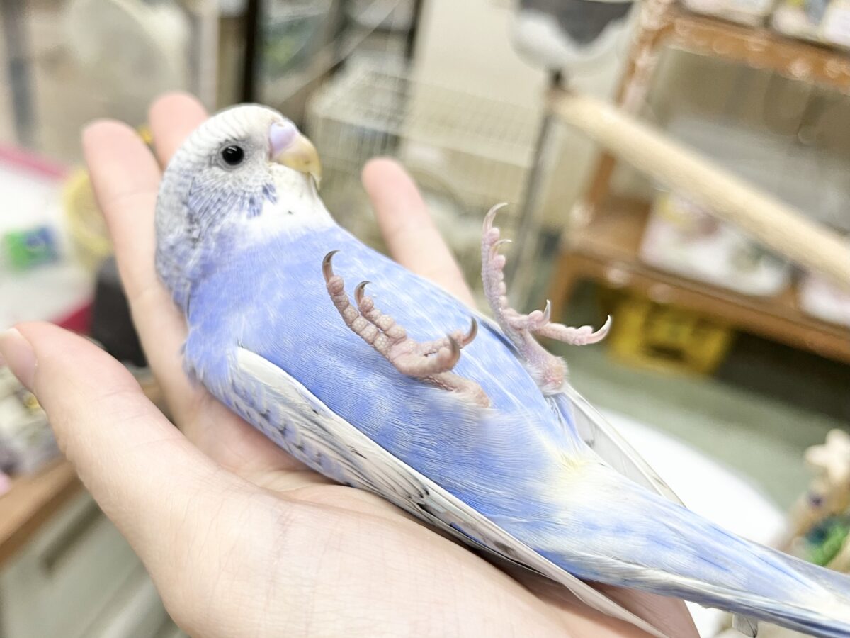 【🆙最新画像あり‼️】可愛いお顔のおっとりさん😌🩵✨ セキセイインコ(スパングル) セキセイインコ