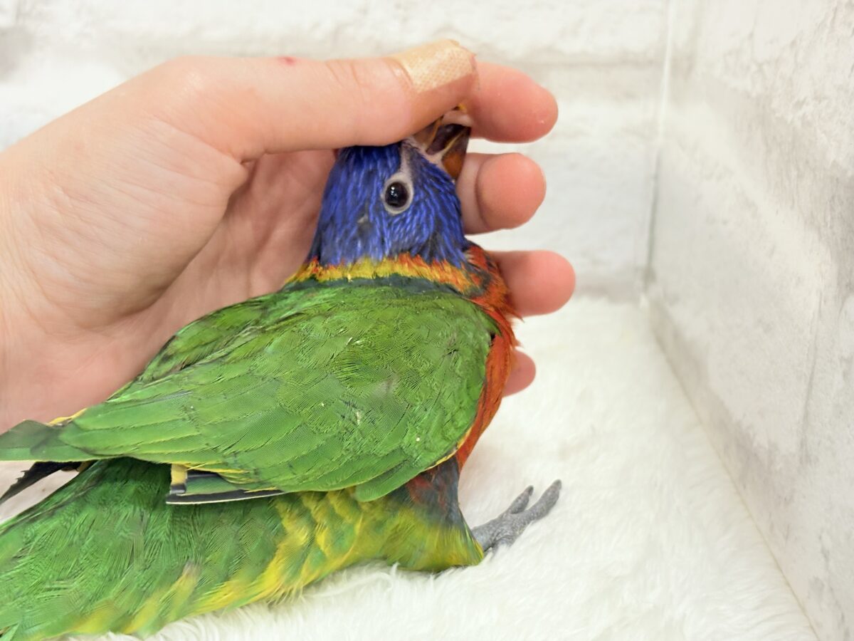 ゴシキセイガイインコ