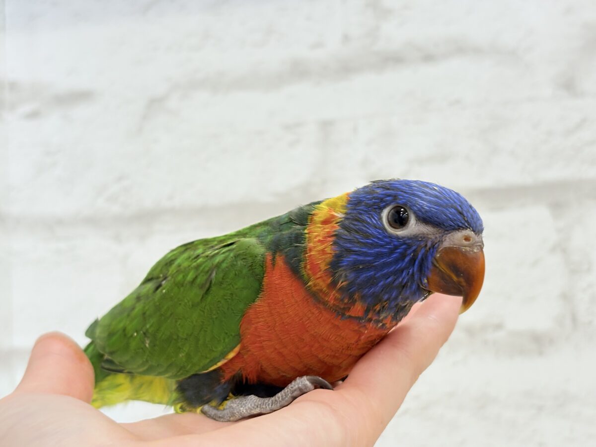 ゴシキセイガイインコ