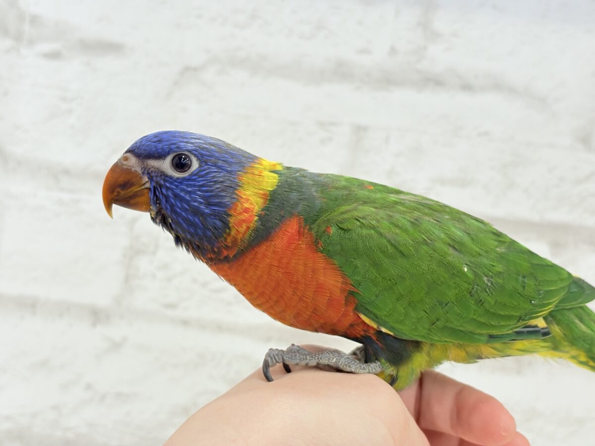 ゴシキセイガイインコ