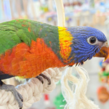 【最新画像更新🪄】カラフル🌈好奇心旺盛‪♬*°ゴシキセイガイインコ ヒナ