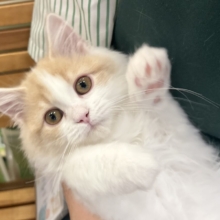 超ホヤホヤ最新画像✨大きなおめめで見つめられたら……サイベリアンくん！