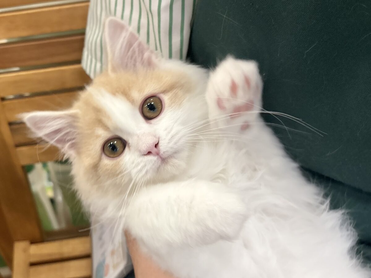 超ホヤホヤ最新画像✨大きなおめめで見つめられたら……サイベリアンくん！