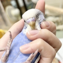 【🆙最新画像あり‼️】可愛いお顔のおっとりさん😌🩵✨　セキセイインコ（スパングル）