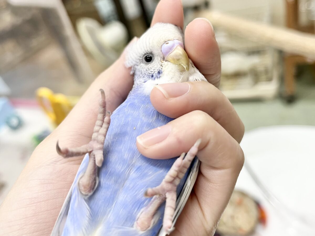 【🆙最新画像あり‼️】可愛いお顔のおっとりさん😌🩵✨ セキセイインコ(スパングル) セキセイインコ