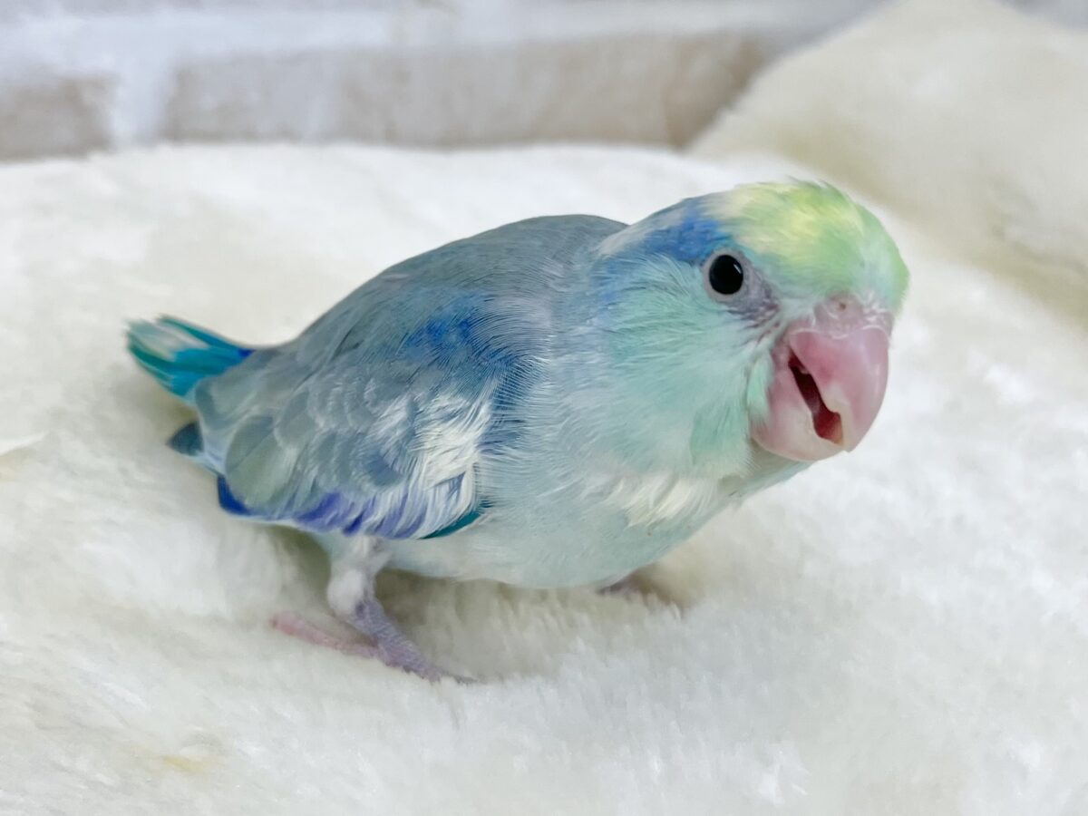 マメルリハ