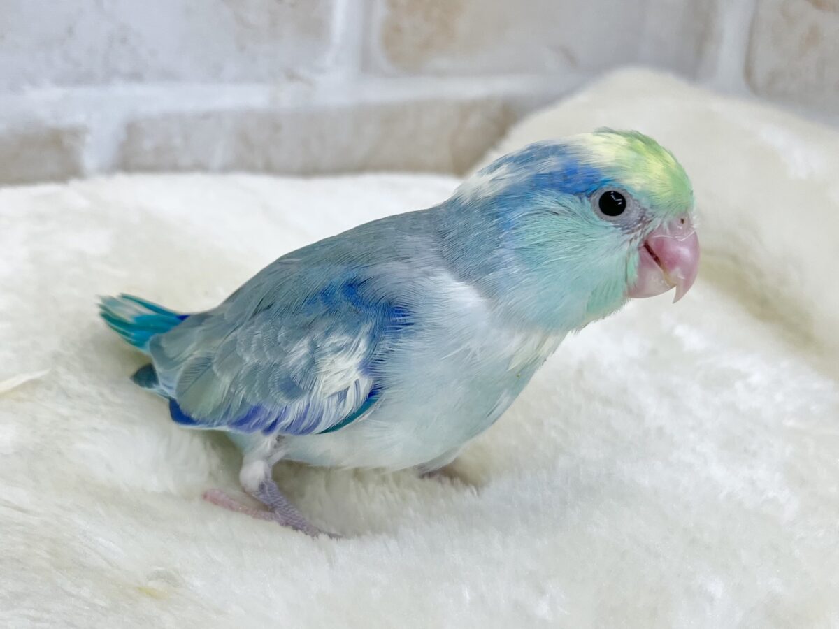 マメルリハ