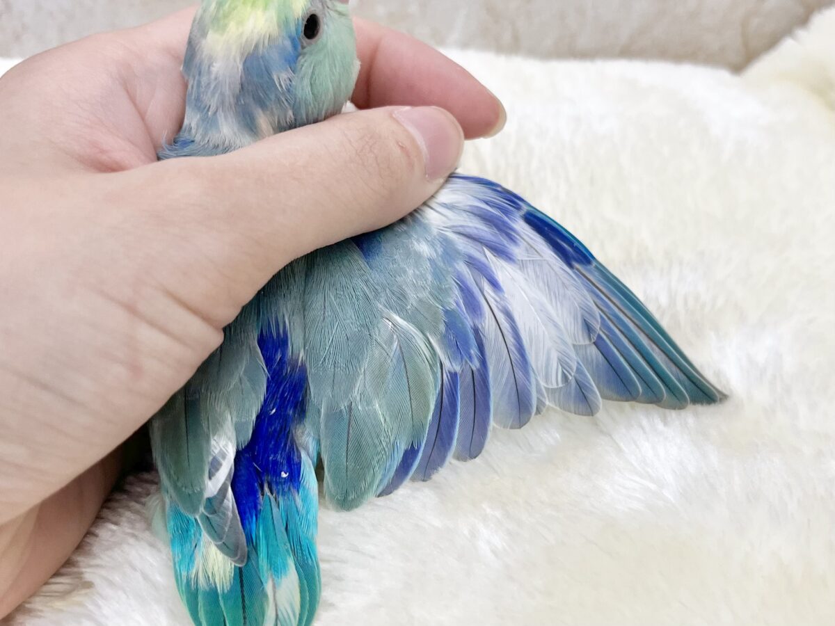 マメルリハ