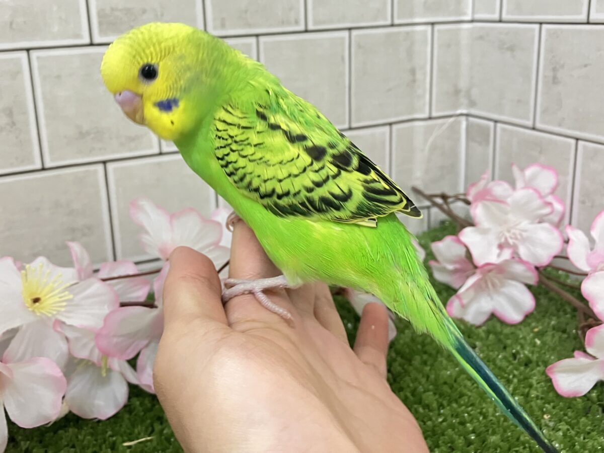 セキセイインコ