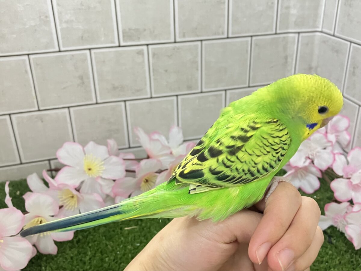 セキセイインコ