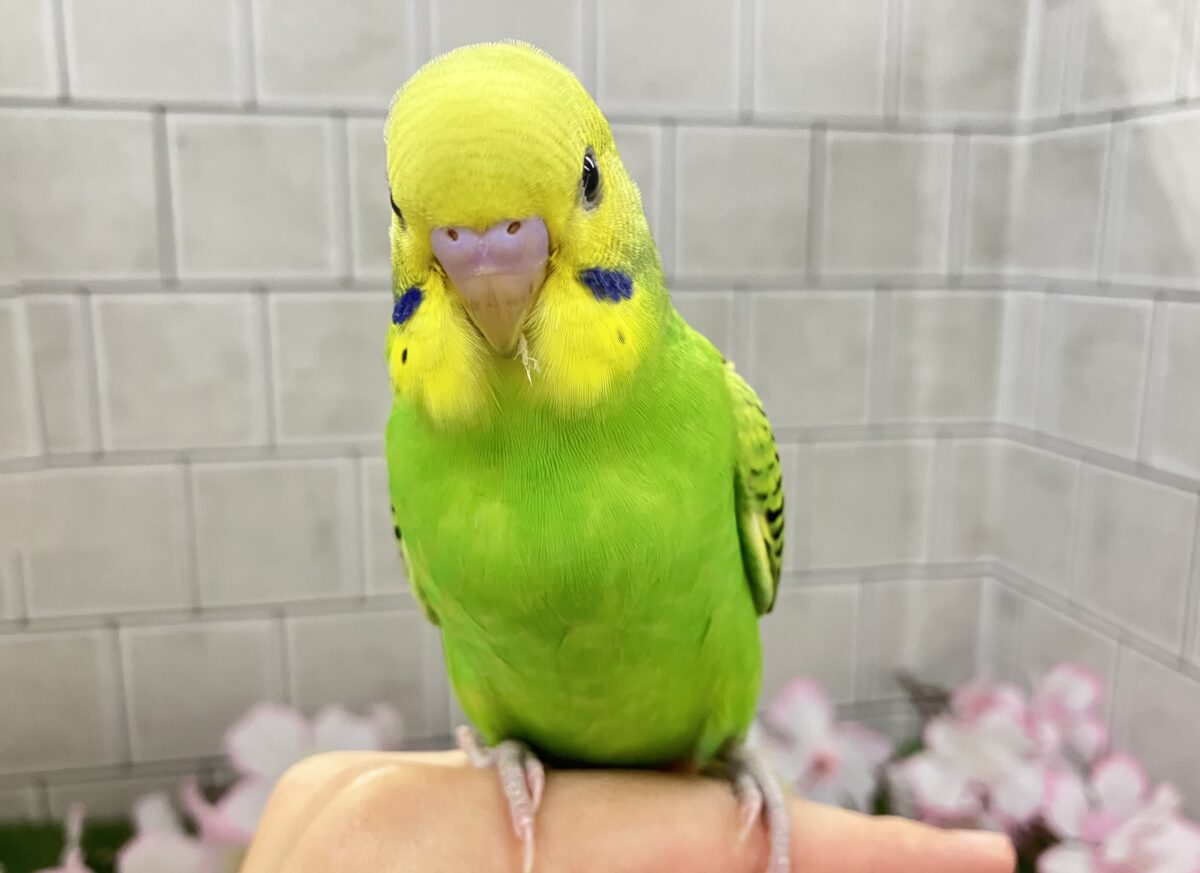 セキセイインコ