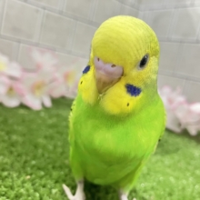 夜空を1滴💙🌙*.ぐり〜んあっぷる🍏💚セキセイインコ(グリーンオパーリン/2026年3月生まれ)