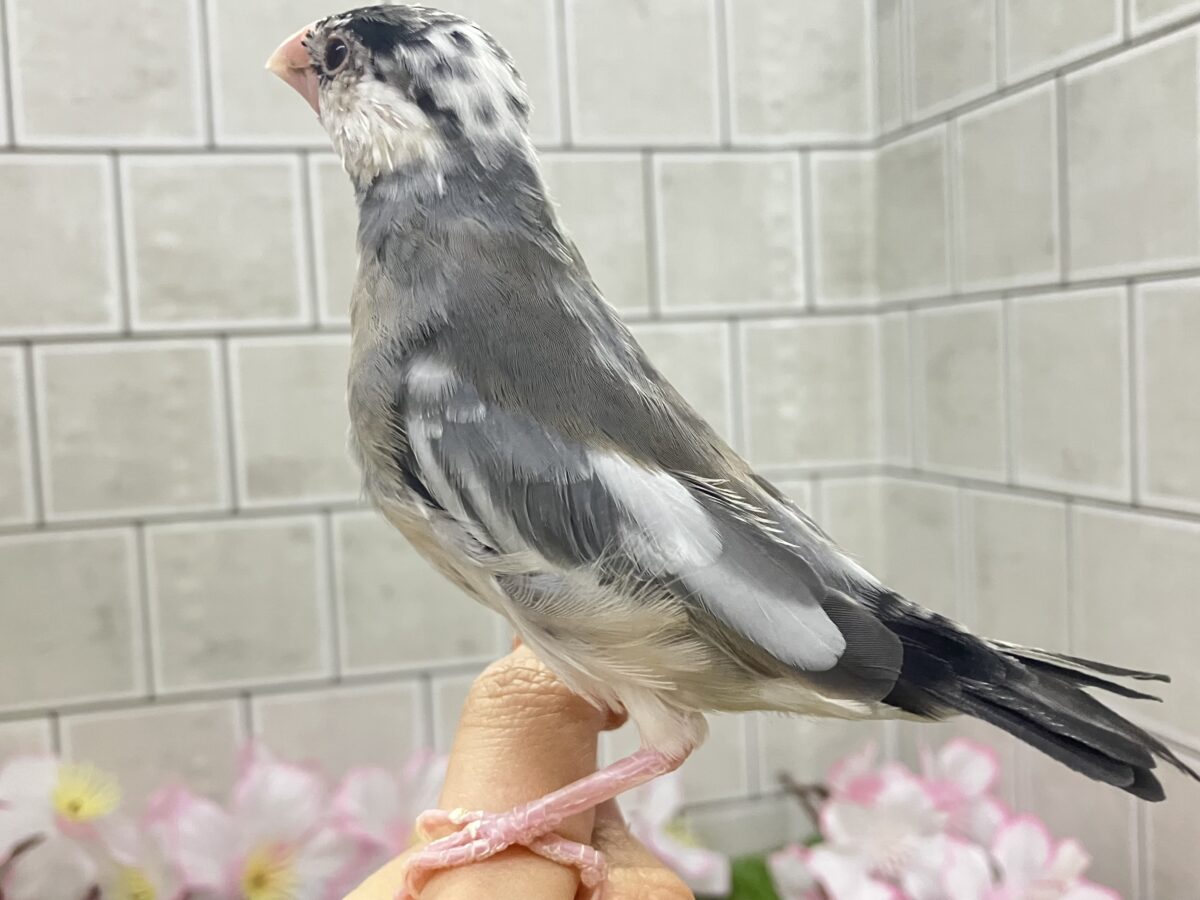 ✨最新画像✨チュンチュン!!(・8・)ほっぺた夢いっぱい💭💞桜文鳥(2026年2月生まれ) 桜文鳥