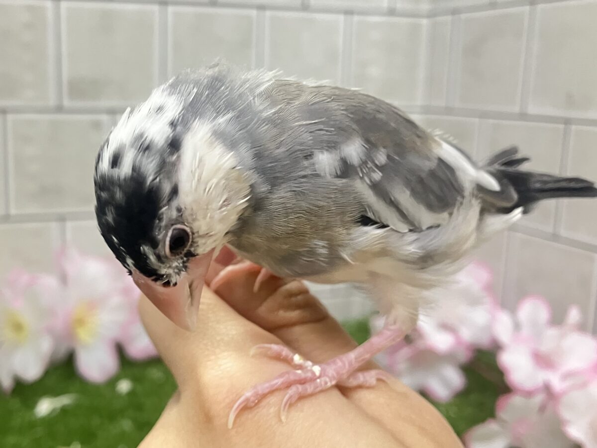 ✨最新画像✨チュンチュン!!(・8・)ほっぺた夢いっぱい💭💞桜文鳥(2026年2月生まれ) 桜文鳥