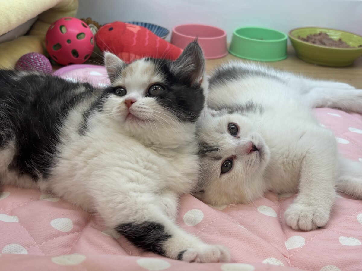 ミックス猫