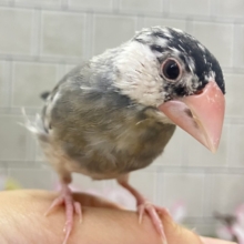 ✨最新画像✨ﾁｭﾝﾁｭﾝ!!(・8・)ほっぺた夢いっぱい💭💞桜文鳥(2026年2月生まれ)