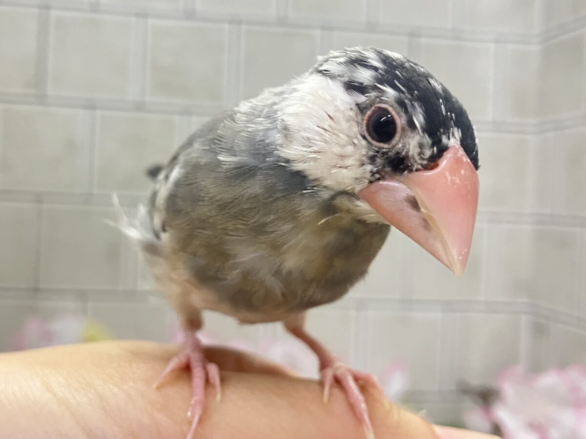 ✨最新画像✨ﾁｭﾝﾁｭﾝ!!(・8・)ほっぺた夢いっぱい💭💞桜文鳥(2026年2月生まれ)