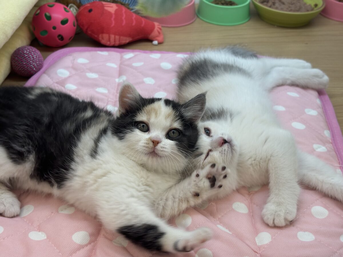 ミックス猫