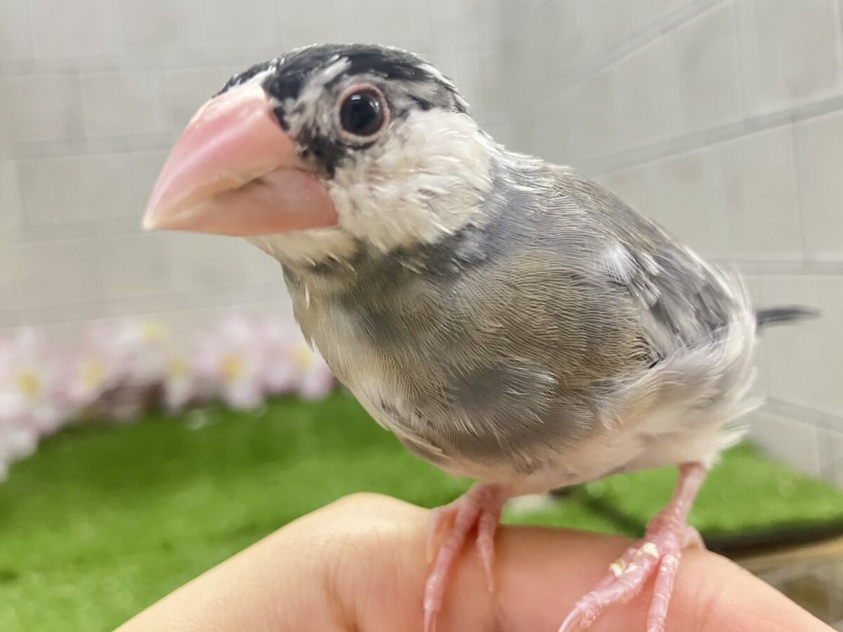 ✨最新画像✨チュンチュン!!(・8・)ほっぺた夢いっぱい💭💞桜文鳥(2026年2月生まれ) 桜文鳥