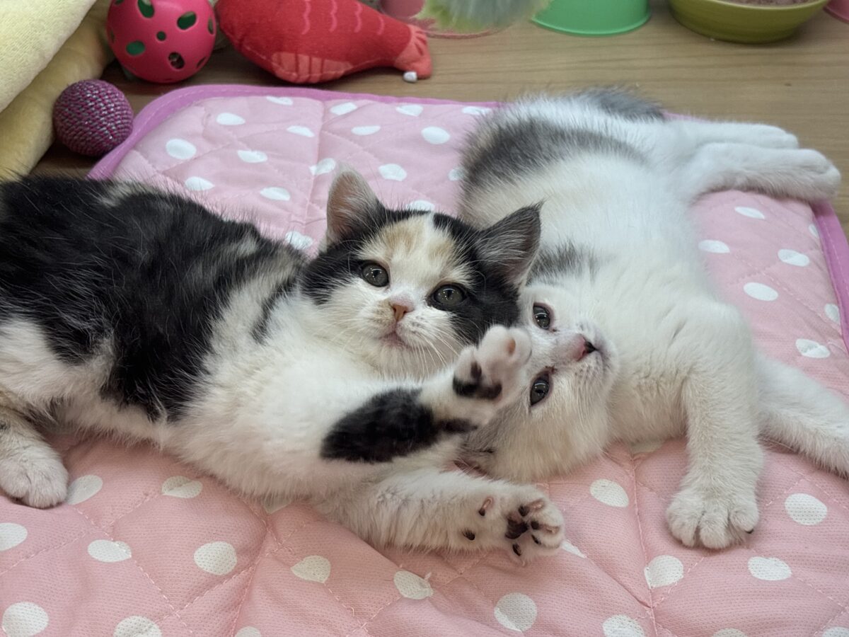 ミックス猫
