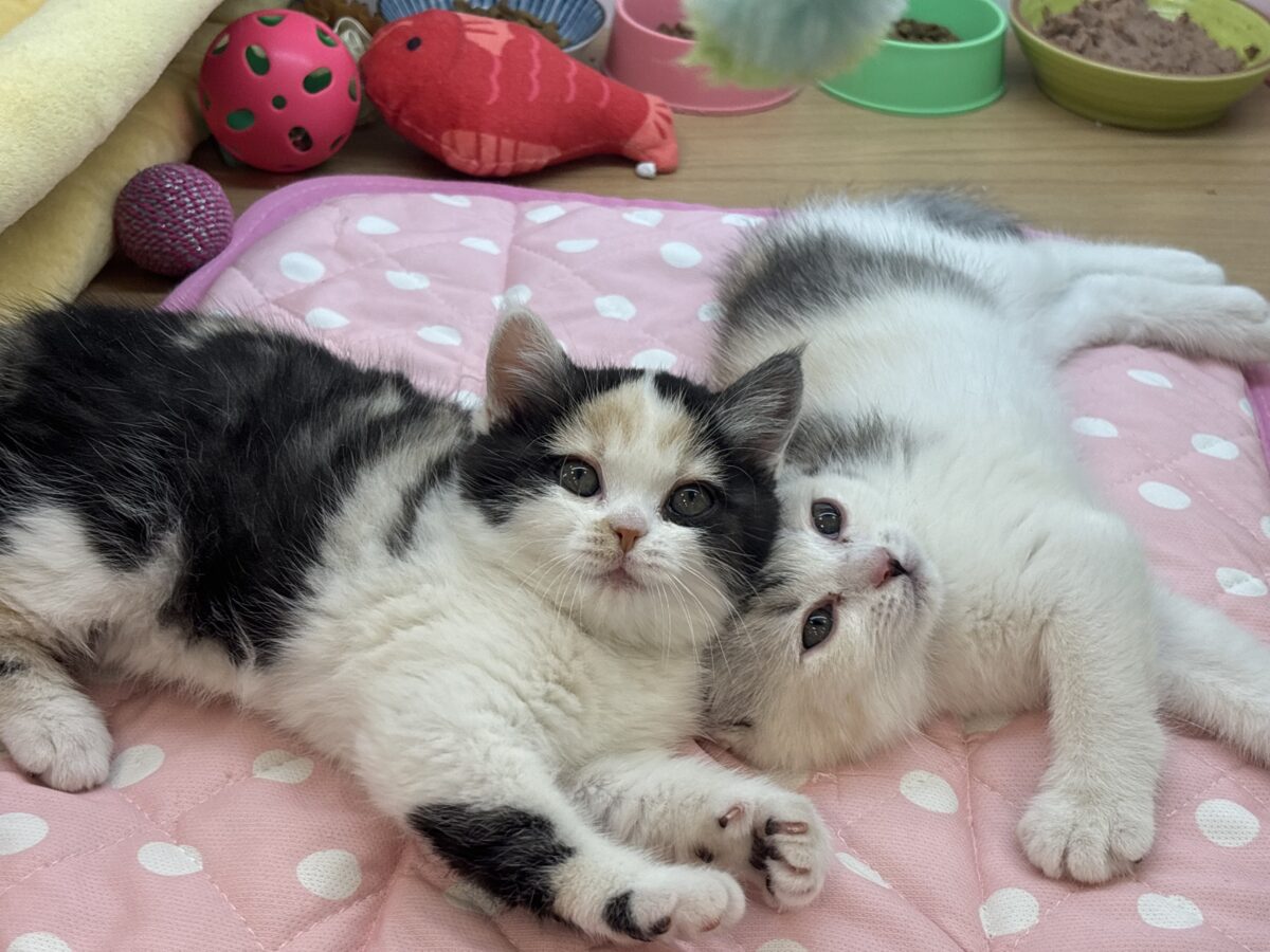 ミックス猫