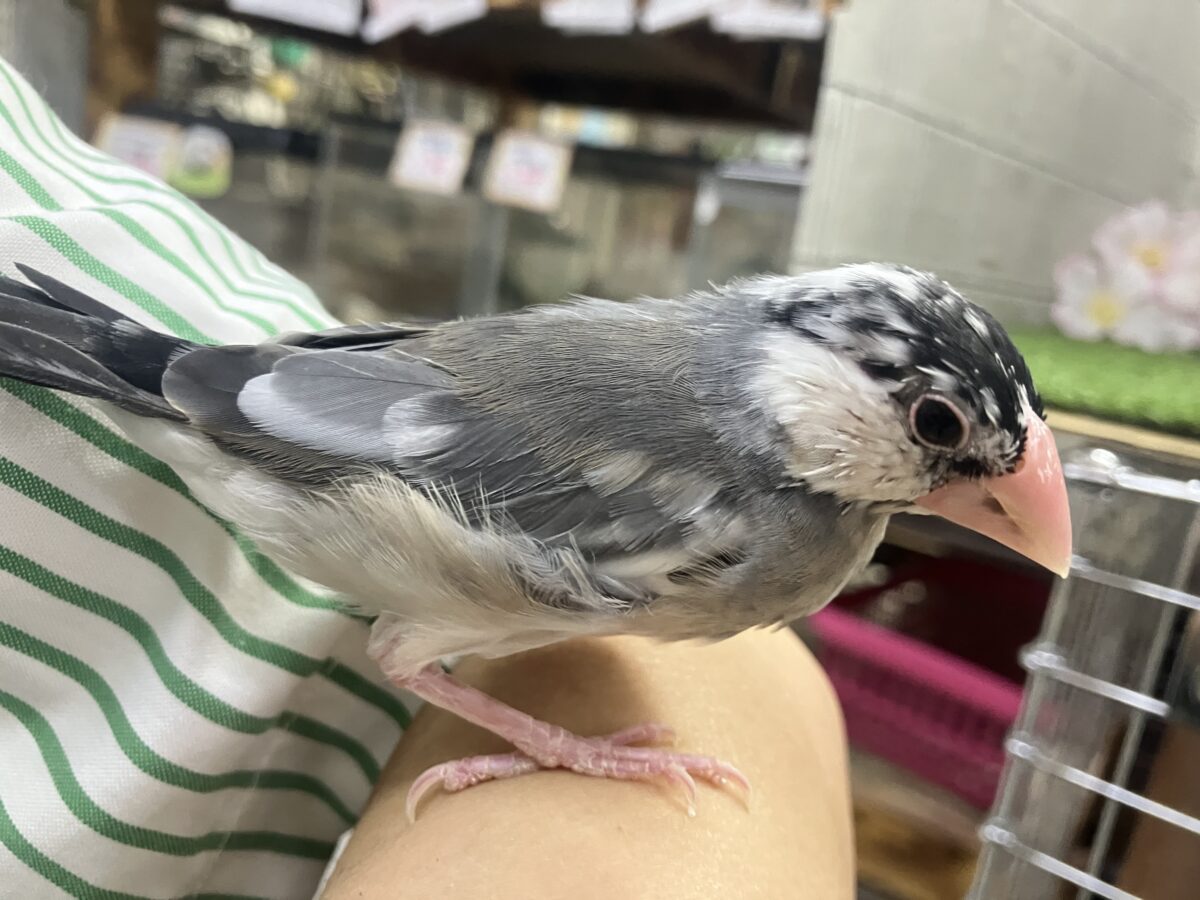 ✨最新画像✨チュンチュン!!(・8・)ほっぺた夢いっぱい💭💞桜文鳥(2026年2月生まれ) 桜文鳥