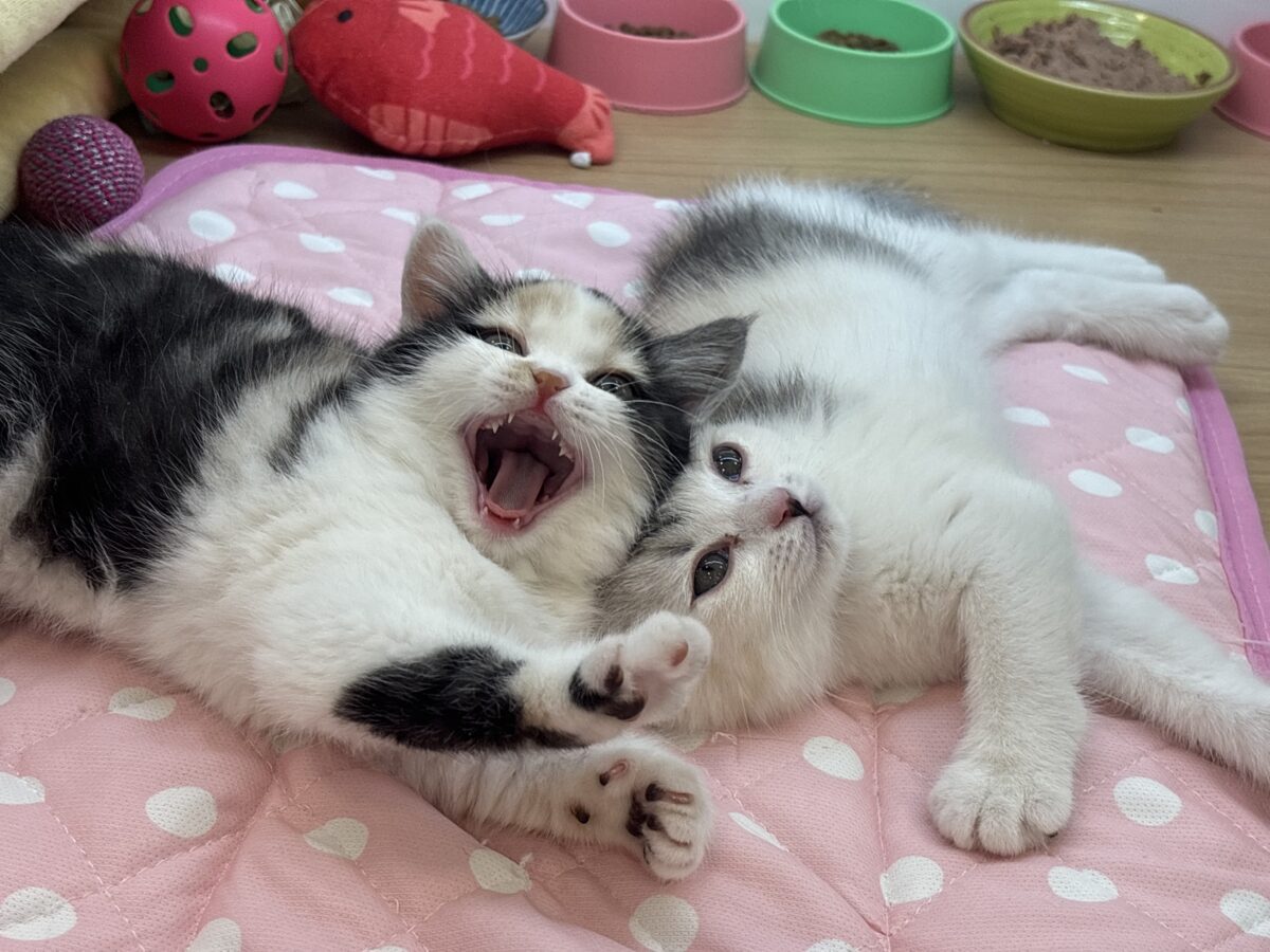 ミックス猫
