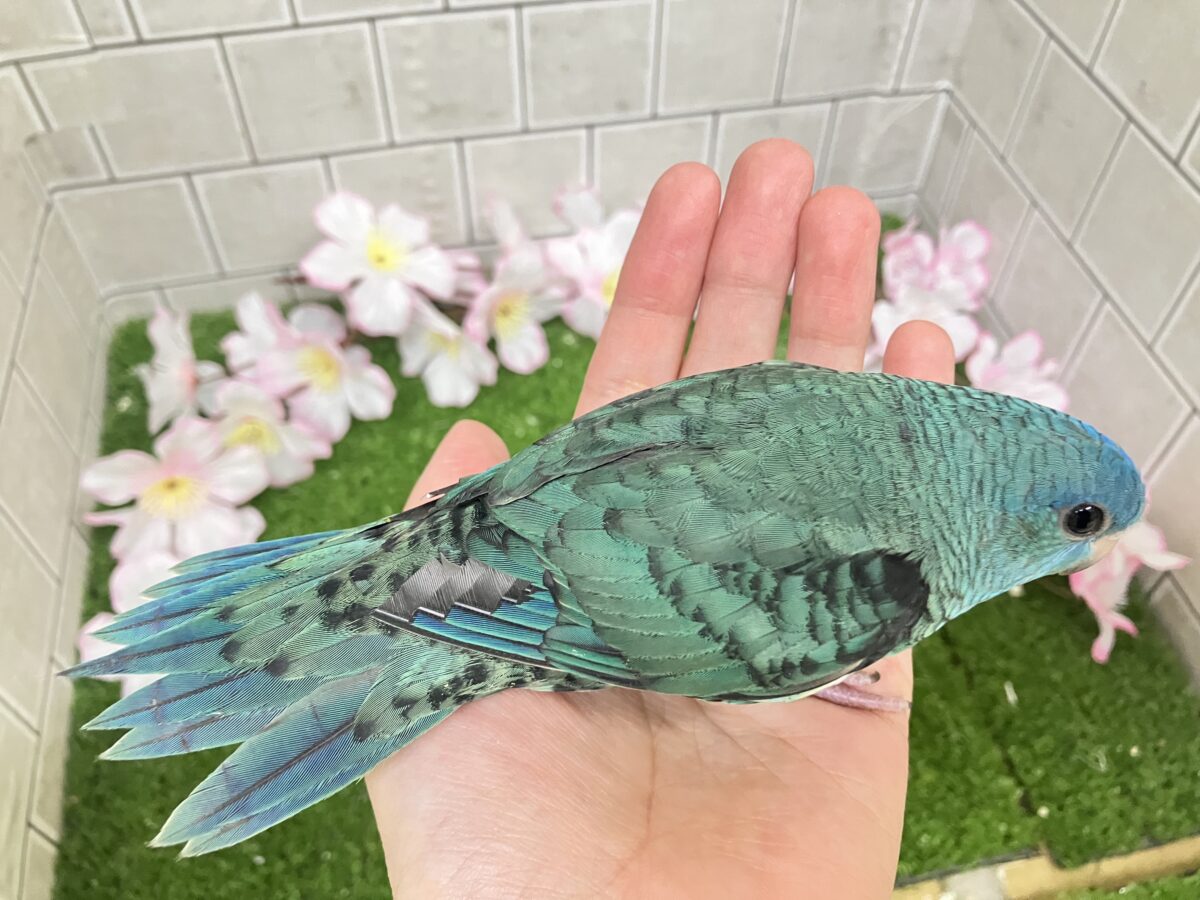 サザナミインコ