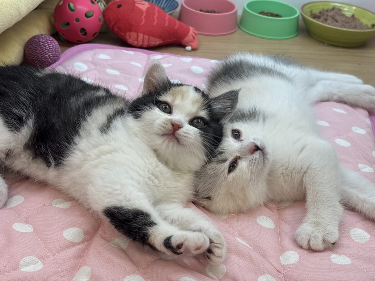 ミックス猫