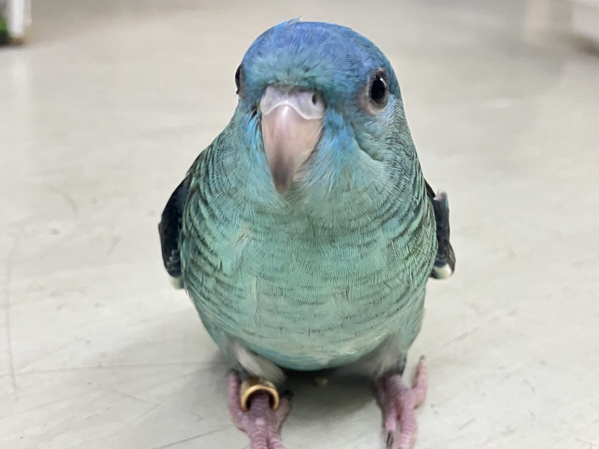 サザナミインコ