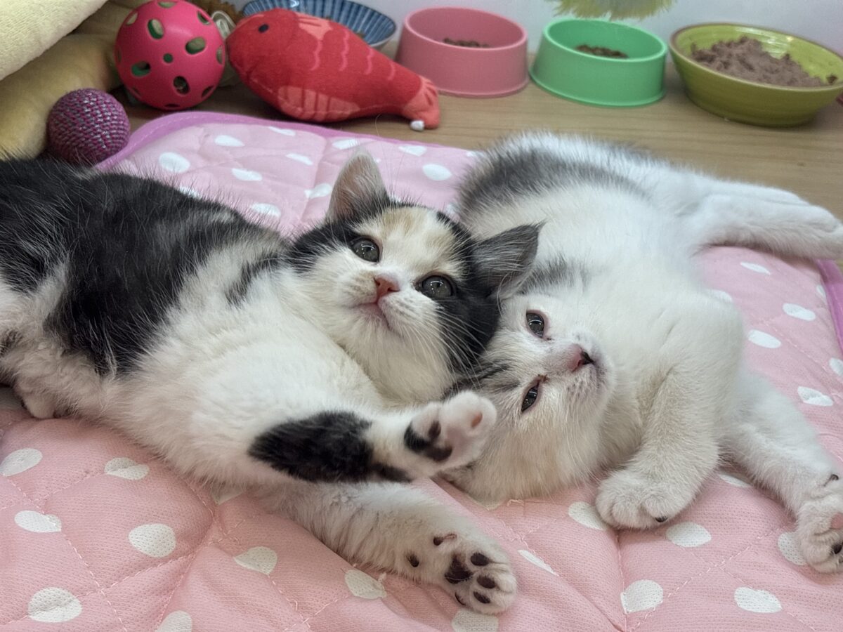 ミックス猫